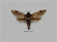 藏品(梟斑蠹蛾)的圖片